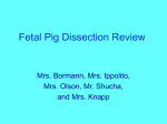 Fetal Pig Dissection Review