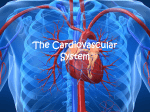 The Cardiovascular System