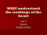 WALT understand the workings of the heart