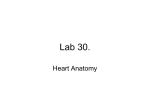 Lab 30 Heart