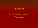 Chapter 20 - Circulatory