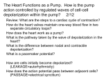 The Heart Functions as a Pump. How do we measure the electrical