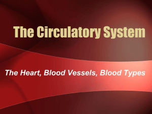 35. Arterial system. Systemic circulation