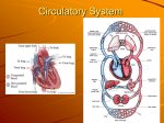 Circulatory System