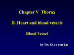 Chapter V Thorax