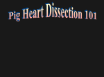 Heart Dissection 101