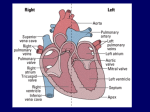 Heart - KingsfieldBiology