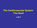 The Cardiovascular System: The Heart