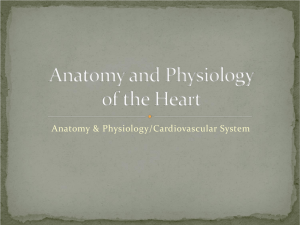 Anatomy and Physiology of the Heart