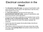 electrical conduction in the heart