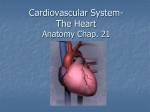 Cardovascular System The Heart Chap. 12