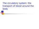 The circulatory system: the transport of blood around the body