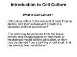 cells