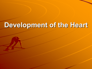 Development of the Heart