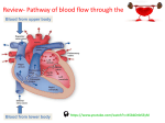 Review- Pathway of blood flow through the