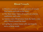 Blood Vessels Part A