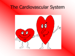 The Cardiovascular System