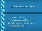 Human Reproductive System