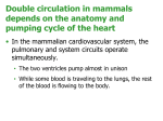 Circulation in Animals 2