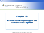 Chapter 16: Anatomy and Physiology of the Cardiovascular System