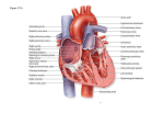 AP151 HEART SLIDES-