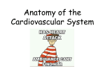 Anatomy of the Cardiovascular System