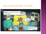 Acc_Bio_Circulation_Notes_wiki