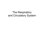 Respiratory and Circulatory System1