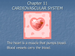 cardiovascular system - Valhalla High School
