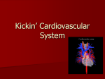 cardiovascular powerpoint - Pregitzersninjascienceclasses