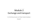 Module 2 Exchange and transport