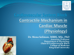 L1-Contractile mechanism in heart