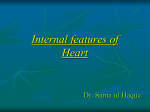 Internal features of Heart