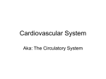 Cardiovascular System