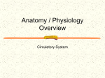 3.Circulatory System - student