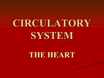 CIRCULATORY SYSTEM