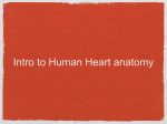 Intro to human heart - Kleins