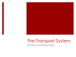 The Transport System - IB