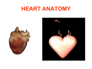 HEART internal structure