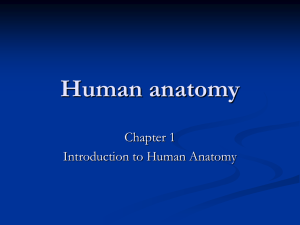 Chapter 1 notes- Intro to anatomy