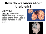 Brain Imaging Student
