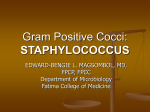 Gram Positive Cocci: STAPHYLOCOCCUS