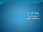 ELASTIN - Rihs.com.pk