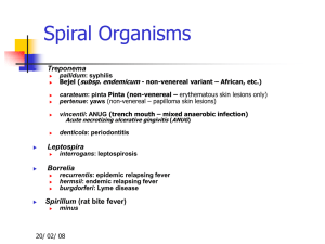 Spirochetes