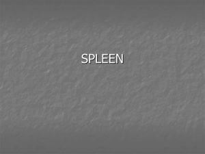 Spleen Surgery