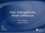 Avian Influenza - The Center for Food Security and Public Health