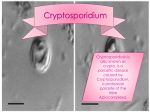 Cryptosporidium PowerPoint