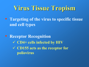 PowerPoint Presentation - Introduction to viruses