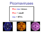 Transmission electron micrograph of poliovirus type I