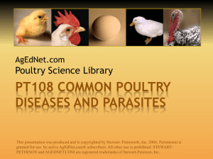 PT108 Common Poultry Diseases and Parasites